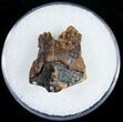 Triceratops Shed Tooth w/ Partial Root- Montana #10764-1